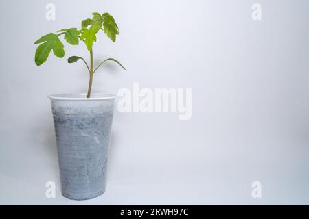 Kleiner Tomatensämling in einer Tasse mit Kopierraum auf weißem Hintergrund Stockfoto
