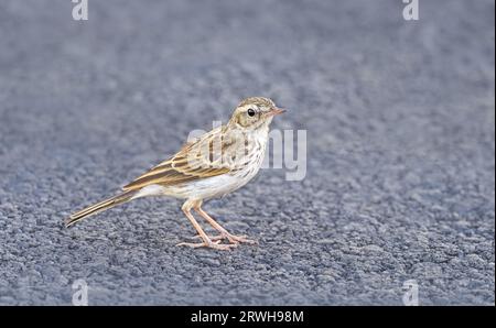 Jungkanarier Berthelot’s Pipit, Anthus berthelotii, am Boden stehend, endemisch auf den Kanarischen Inseln und Madeira. Gran Canaria, Spanien Stockfoto