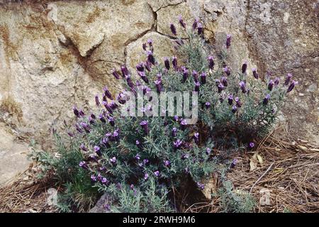 Sträucher in voller Blüte von französischem Lavendel, Insel Elba, Italien, Lavandula stoechas, Lamiaceae Stockfoto