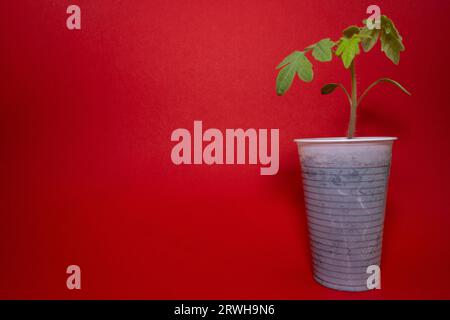 Kleine Tomatenpflanze in einer Tasse mit rotem Hintergrund und Kopierraum Stockfoto