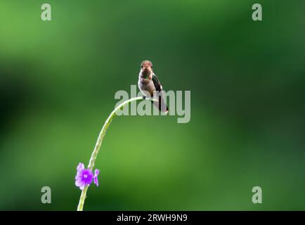 Winziger, männlicher, getufteter Kolibri, Lophornis ornatus, auf einer Stängelbeobachtungskamera isoliert auf grünem Hintergrund Stockfoto