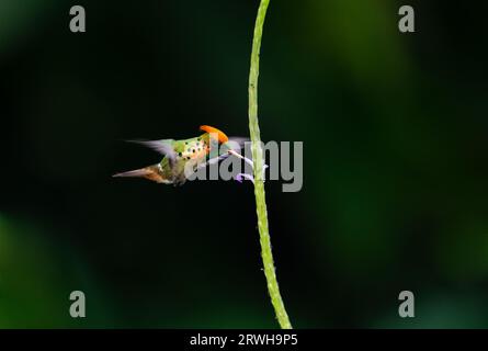 Exotisch getuftete Coquette Kolibri, Lophornis ornatus, ernähren sich von einer Blume, die auf einem schwarzen Hintergrund kontrastreich ist Stockfoto