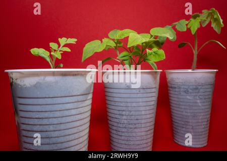 Tomatensämlinge in weißen Plastikbechern mit rotem Hintergrund Stockfoto