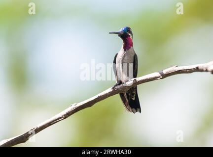 Tropischer Langschnabel-Starthroat-Kolibri, Heliomaster longirostris, auf einem Ast in natürlichem Sonnenlicht Stockfoto