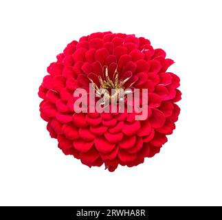 Rote Blume von Zinnia elegans, Common Zinnia oder elegant Zinnia isoliert auf weißem Hintergrund mit Beschneidungspfad. Eine rote Zinnia, isoliert auf einem weißen Ba Stockfoto