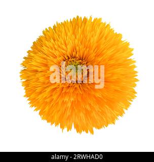 Große einfache August dekorative Terry Sonnenblume isoliert auf weißem Hintergrund. Leuchtend orangefarbene Blume von Terry dekorative Sonnenblume Teddybär Nahaufnahme Stockfoto