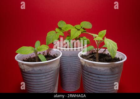 Tomatensämlinge in weißen Plastikbechern mit rotem Hintergrund Stockfoto