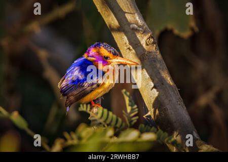 Dieser kleine eisvogel sitzt oft in der Nähe des Bodens oder der Wasseroberfläche und sucht nach Beute. Stockfoto