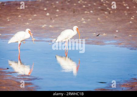 Zwei amerikanische, weiße Ibis waten am Strand im Fort DeSoto County Park in St. Petersburg, Florida. Stockfoto