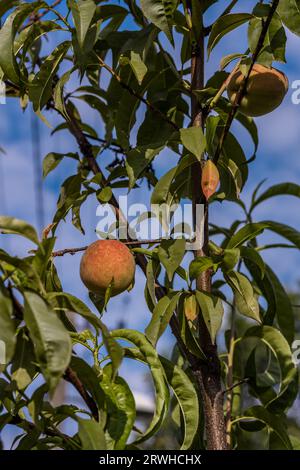 Pfirsiche Nahaufnahme Fotografie, Früchte zwischen den Blättern, polnische Obstgärten, gesunde polnische Lebensmittel, Nahaufnahme Fotografie , Makrofotografie, Polen Stockfoto