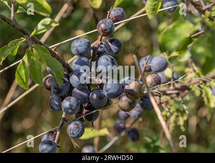 Nahaufnahme von Sloe-Beeren, die im Herbst an einem Busch Reifen Stockfoto