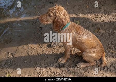 Ingwerfarbener Arbeitscocker Spaniel-Welpe mit nassem Fell, der auf dem Schlamm sitzt Stockfoto