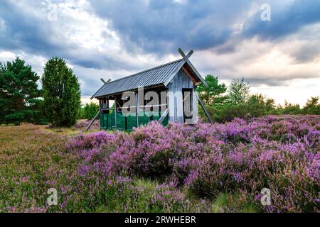 Bienenhaus in der Lüneburger Heide zur Blütezeit, Niedersachsen, Deutschland Stockfoto