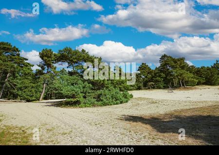 Schöne holländische Sanddünen-Landschaft mit grünen schottischen Kiefern im Sommer - Loonse en Drunense Duinen, Niederlande Stockfoto