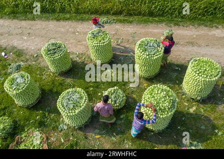 Bauern bereiten Rüben zu, bevor sie ihnen einen lokalen Küchenmarkt in Savar in Dhaka, Bangladesch, schicken. Stockfoto