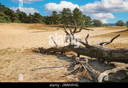 Schöne holländische Sanddünen Landschaft, trockener alter Baumstamm, grüner Wald - Drunense Duinen Nationalpark, Niederlande Stockfoto
