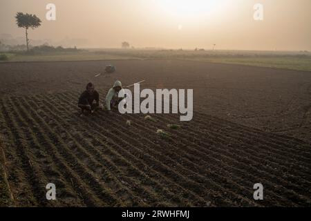 Bauern, die Zwiebeln auf ein Feld in Savar in Dhaka, Bangladesch, implantieren. Stockfoto