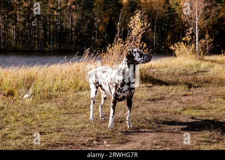 Wunderschöner dalmatinischer Hund mit rotem Kolar, stehend, sitzend und laufend in schöner Frühlings-Naturwiese unter hohen Bergen und wald im Hintergrund. Stockfoto