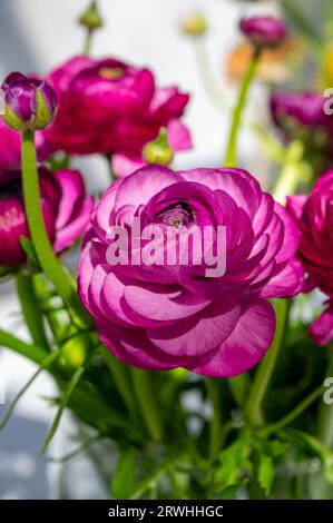 Anbau verschiedener Sommerbeetpflanzen, Ranunculus asiaticus, Junge und blühende Pflanzen, dekorative oder dekorative Gartenpflanzen, die in du wachsen Stockfoto