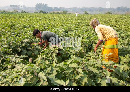 Die Bauern ernten an einem nebligen Wintermorgen in Savar in Dhaka, Bangladesch, das Brinjal vom Feld. Stockfoto