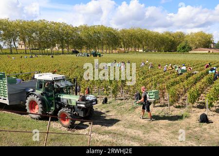 Margaux, Médoc, Frankreich. September 2023. Beginn der Ernte im Weinberg des berühmten Château Margaux „Premier Grand Cru Classified“ im Médoc. Herstellung von Rotwein. Der Weinberg Margaux ist der berühmteste der Welt. Reben und Weinberge von Bordeaux-Weinen. Margaux, Médoc, Gironde, Frankreich, Europa. Foto: Hugo Martin / Alamy Live News. Stockfoto