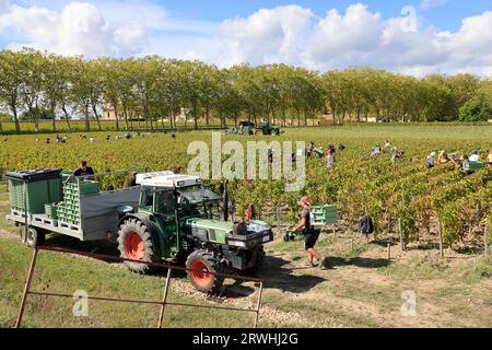 Margaux, Médoc, Frankreich. September 2023. Beginn der Ernte im Weinberg des berühmten Château Margaux „Premier Grand Cru Classified“ im Médoc. Herstellung von Rotwein. Der Weinberg Margaux ist der berühmteste der Welt. Reben und Weinberge von Bordeaux-Weinen. Margaux, Médoc, Gironde, Frankreich, Europa. Foto: Hugo Martin / Alamy Live News. Stockfoto