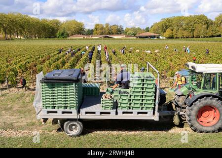 Margaux, Médoc, Frankreich. September 2023. Beginn der Ernte im Weinberg des berühmten Château Margaux „Premier Grand Cru Classified“ im Médoc. Herstellung von Rotwein. Der Weinberg Margaux ist der berühmteste der Welt. Reben und Weinberge von Bordeaux-Weinen. Margaux, Médoc, Gironde, Frankreich, Europa. Foto: Hugo Martin / Alamy Live News. Stockfoto