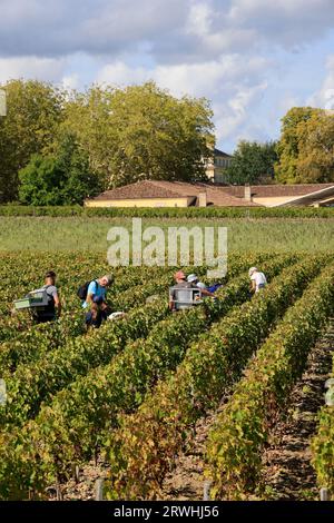 Margaux, Médoc, Frankreich. September 2023. Beginn der Ernte im Weinberg des berühmten Château Margaux „Premier Grand Cru Classified“ im Médoc. Herstellung von Rotwein. Der Weinberg Margaux ist der berühmteste der Welt. Reben und Weinberge von Bordeaux-Weinen. Margaux, Médoc, Gironde, Frankreich, Europa. Foto: Hugo Martin / Alamy Live News. Stockfoto