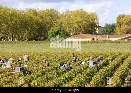 Margaux, Médoc, Frankreich. September 2023. Beginn der Ernte im Weinberg des berühmten Château Margaux „Premier Grand Cru Classified“ im Médoc. Herstellung von Rotwein. Der Weinberg Margaux ist der berühmteste der Welt. Reben und Weinberge von Bordeaux-Weinen. Margaux, Médoc, Gironde, Frankreich, Europa. Foto: Hugo Martin / Alamy Live News. Stockfoto