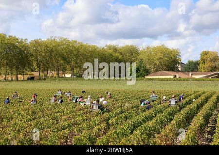 Margaux, Médoc, Frankreich. September 2023. Beginn der Ernte im Weinberg des berühmten Château Margaux „Premier Grand Cru Classified“ im Médoc. Herstellung von Rotwein. Der Weinberg Margaux ist der berühmteste der Welt. Reben und Weinberge von Bordeaux-Weinen. Margaux, Médoc, Gironde, Frankreich, Europa. Foto: Hugo Martin / Alamy Live News. Stockfoto