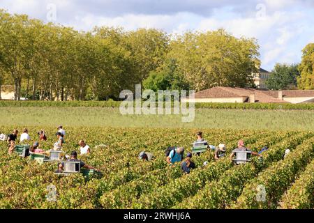 Margaux, Médoc, Frankreich. September 2023. Beginn der Ernte im Weinberg des berühmten Château Margaux „Premier Grand Cru Classified“ im Médoc. Herstellung von Rotwein. Der Weinberg Margaux ist der berühmteste der Welt. Reben und Weinberge von Bordeaux-Weinen. Margaux, Médoc, Gironde, Frankreich, Europa. Foto: Hugo Martin / Alamy Live News. Stockfoto