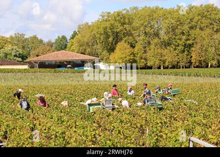 Margaux, Médoc, Frankreich. September 2023. Beginn der Ernte im Weinberg des berühmten Château Margaux „Premier Grand Cru Classified“ im Médoc. Herstellung von Rotwein. Der Weinberg Margaux ist der berühmteste der Welt. Reben und Weinberge von Bordeaux-Weinen. Margaux, Médoc, Gironde, Frankreich, Europa. Foto: Hugo Martin / Alamy Live News. Stockfoto