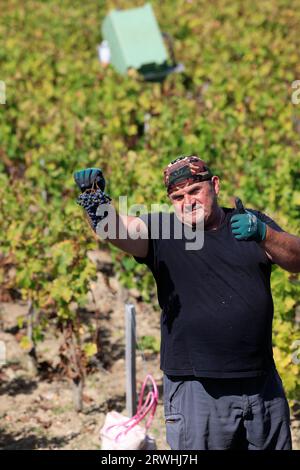 Margaux, Médoc, Frankreich. September 2023. Beginn der Ernte im Weinberg des berühmten Château Margaux „Premier Grand Cru Classified“ im Médoc. Herstellung von Rotwein. Der Weinberg Margaux ist der berühmteste der Welt. Reben und Weinberge von Bordeaux-Weinen. Margaux, Médoc, Gironde, Frankreich, Europa. Foto: Hugo Martin / Alamy Live News. Stockfoto