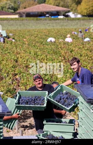 Margaux, Médoc, Frankreich. September 2023. Beginn der Ernte im Weinberg des berühmten Château Margaux „Premier Grand Cru Classified“ im Médoc. Herstellung von Rotwein. Der Weinberg Margaux ist der berühmteste der Welt. Reben und Weinberge von Bordeaux-Weinen. Margaux, Médoc, Gironde, Frankreich, Europa. Foto: Hugo Martin / Alamy Live News. Stockfoto