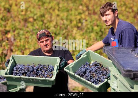 Margaux, Médoc, Frankreich. September 2023. Beginn der Ernte im Weinberg des berühmten Château Margaux „Premier Grand Cru Classified“ im Médoc. Herstellung von Rotwein. Der Weinberg Margaux ist der berühmteste der Welt. Reben und Weinberge von Bordeaux-Weinen. Margaux, Médoc, Gironde, Frankreich, Europa. Foto: Hugo Martin / Alamy Live News. Stockfoto