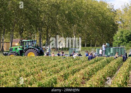 Margaux, Médoc, Frankreich. September 2023. Beginn der Ernte im Weinberg des berühmten Château Margaux „Premier Grand Cru Classified“ im Médoc. Herstellung von Rotwein. Der Weinberg Margaux ist der berühmteste der Welt. Reben und Weinberge von Bordeaux-Weinen. Margaux, Médoc, Gironde, Frankreich, Europa. Foto: Hugo Martin / Alamy Live News. Stockfoto