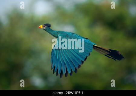 Großartiger blauer Turaco im Flug vor sauberer Hintergrundvegetation in Kibale, Uganda Stockfoto