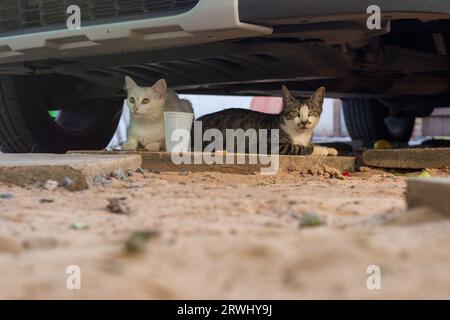 Zwei Katzen, die sich unter einem Auto verstecken, im Schatten. Lustiges Haustier. Stockfoto