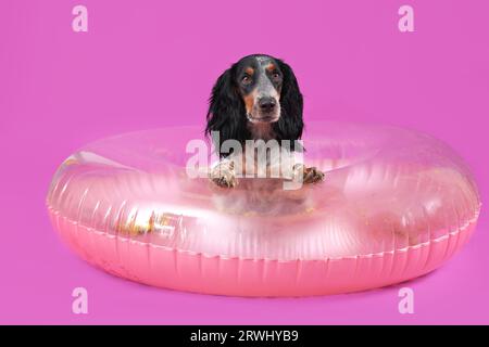 Niedlicher Cocker Spaniel mit aufblasbarem Ring auf lila Hintergrund Stockfoto