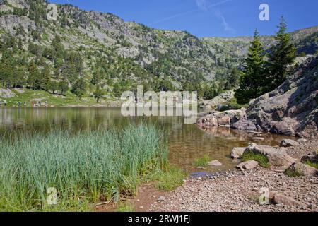 Schilf am Seeufer im Chamrousse-Gebirge Stockfoto