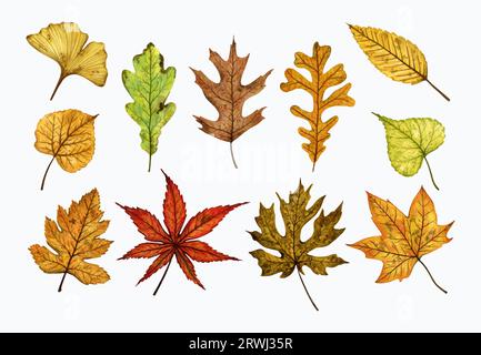 Herbstblätter (Linden, Ahorn, Ginkgo, Eiche, Ulme), handgezeichnete Aquarellzeichnung isoliert auf weiß. Für die Gestaltung von Mustern, Textilien, stic Stockfoto