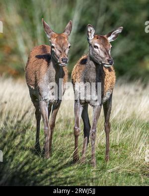 Red Deer Hinds Stockfoto