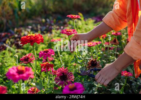 Gartenfrau pflückt bunte Zinnen im Sommergarten mit einem Gartenschere. Schnittblumen ernten. Nahaufnahme. Anbau von Jahrespflanzen Stockfoto