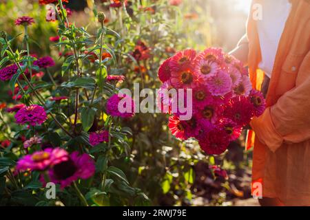 Eine Gärtnerin nimmt bei Sonnenuntergang im Sommergarten einen Strauß rosafarbener Zinnien. Schnittblumen ernten. Nahaufnahme des Blumenarrangements Stockfoto