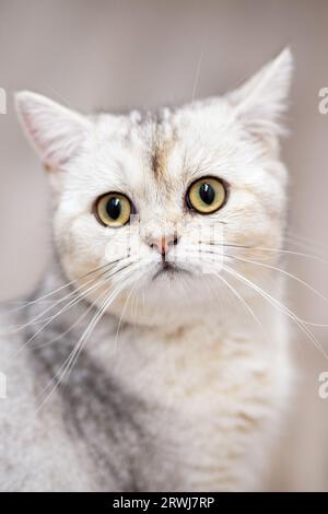 Porträt einer süßen jungen Katze britischer Rasse. Stockfoto