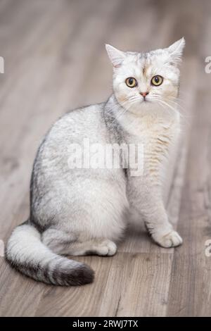 britische Silberkatze zu Hause. Stockfoto