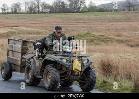 Keswick, Cumbria, Großbritannien - 22. April 2023 - Sheep Farmer und 2 Sheep Dogs fahren auf einem Quad und ziehen einen Anhänger Stockfoto