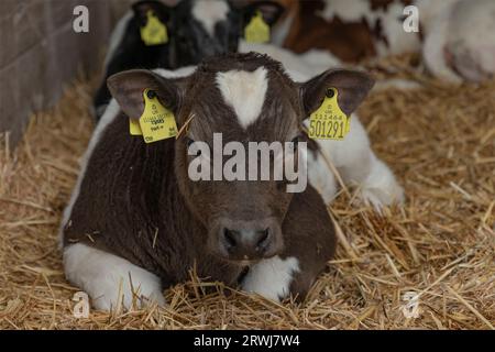 Keswick, Cumbria, Vereinigtes Königreich - 23. April 2023 - kleines braunes und weißes Kalb lag im Stroh in einem Kuhstall mit Identifikationsschildern in den Ohren Stockfoto