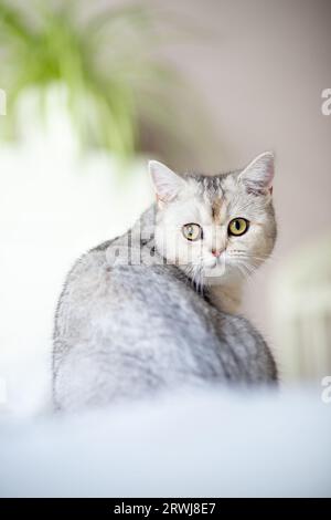 britische Silberkatze zu Hause. Stockfoto