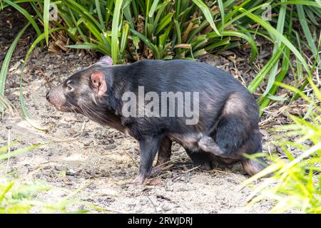 Der Tasmanische Teufel in der Natur Stockfoto